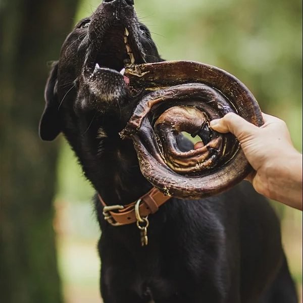 VERGALHO BOVINO GRANDE- NATUKA
